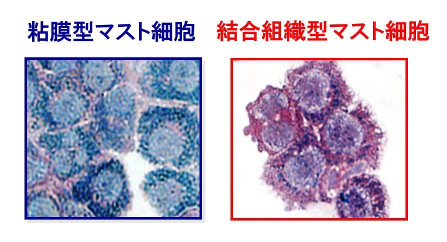 図４マスト細胞の顆粒内容物の構成成分は間葉系細胞によって調整されます。同一色素で染色した２種類のマスト細胞を示しています