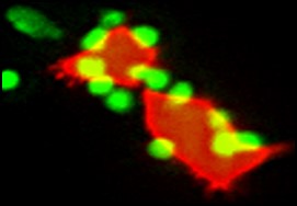 図5 間葉系細胞（赤）とマスト細胞（緑）の相互作用によってそれぞれの細胞の機能が変わります