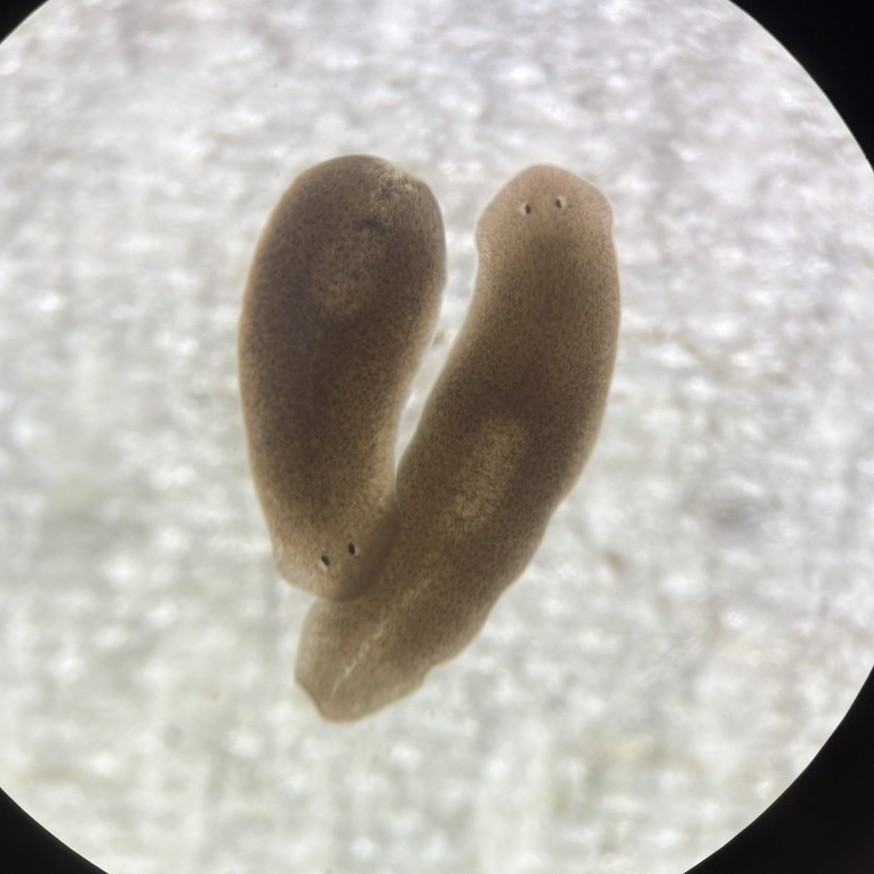 Lab pet5.JPG