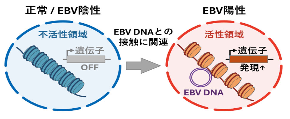 0918_ebv.png