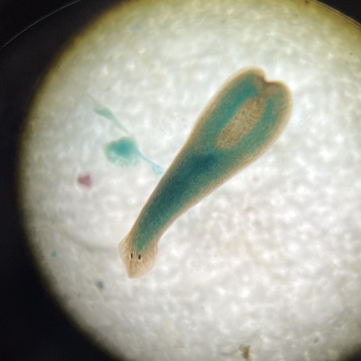 Lab pet4.JPG
