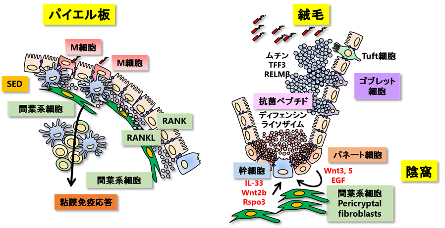 図2C：図２AとBをわかりやすくしたものです