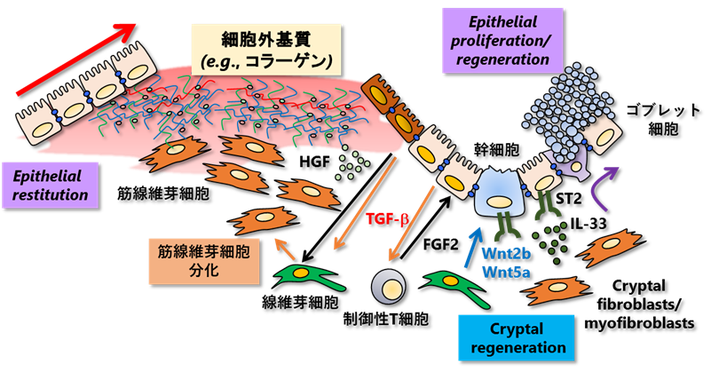 図3　粘膜修復・線維化