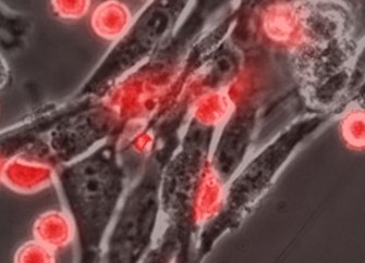 Fig 2: At peripheral site, immune cells (red) interact with mesenchymal cells and acquired tissue specific properties.