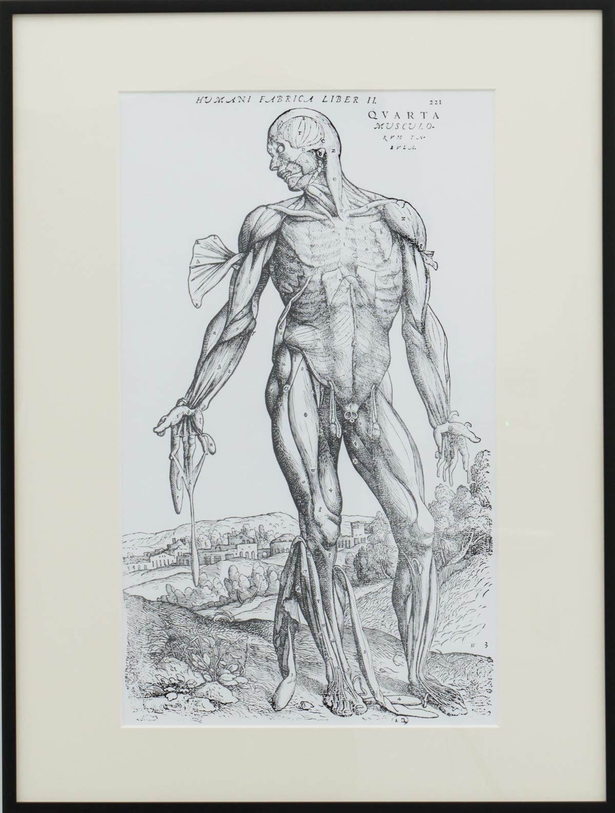 Anatomical Study, illustration from 'De Humani Corporis Fabrica'