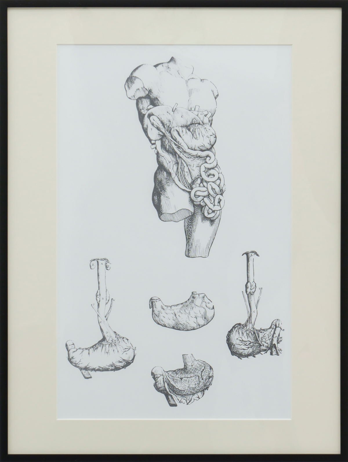 Anatomical Study, illustration from 'De Humani Corporis Fabrica'