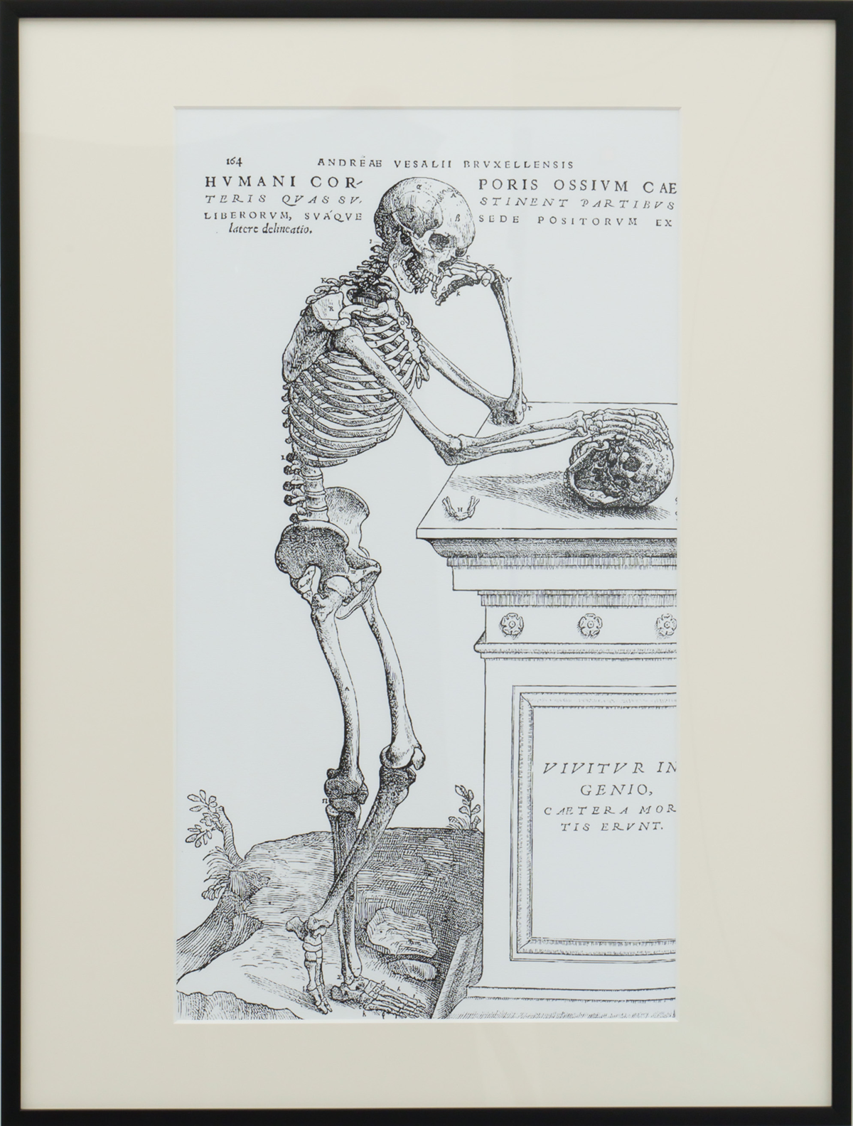 Anatomical Study, illustration from 'De Humani Corporis Fabrica'