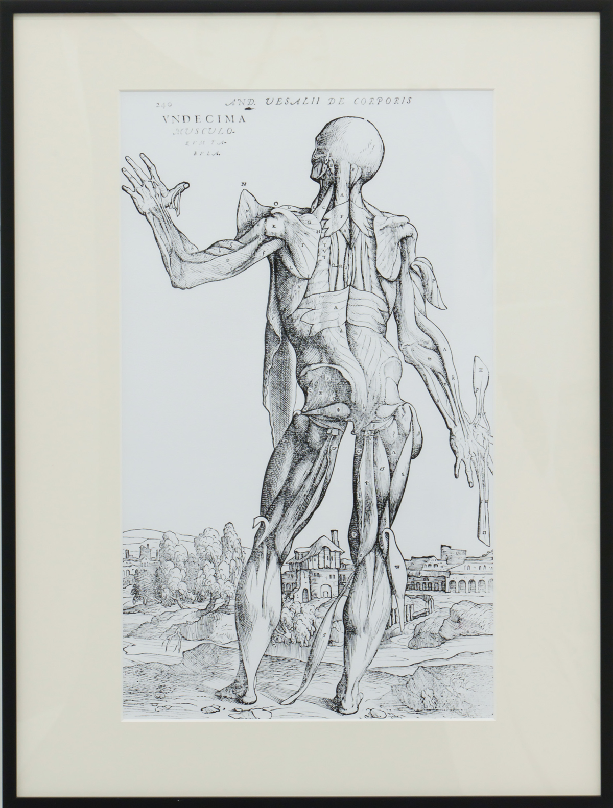 Anatomical Study, illustration from 'De Humani Corporis Fabrica'