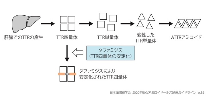 図1_JCS-GL2020_p56.jpg