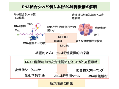 リサイズ研究概要図.png