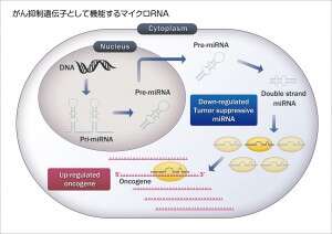 TS-miRNA