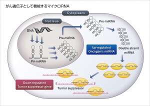 oncogenic-miRNA